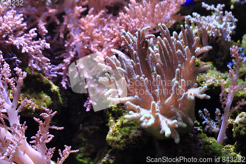 Image of sea aquarium background