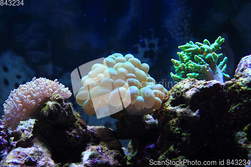 Image of sea aquarium background