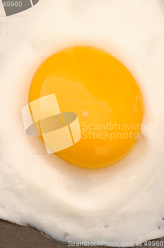 Image of egg 521