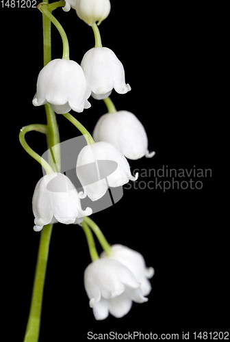 Image of Lily of the valley flowers