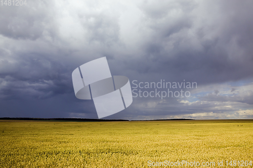 Image of summer agricultural field