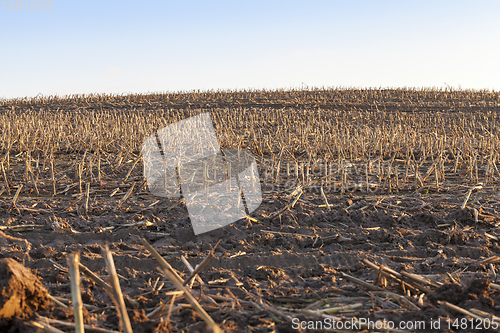 Image of stubble on an field