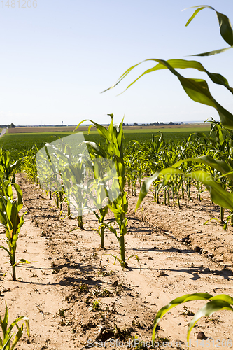 Image of organic agriculture sweet corn