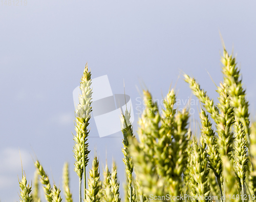 Image of natural green ears of wheat