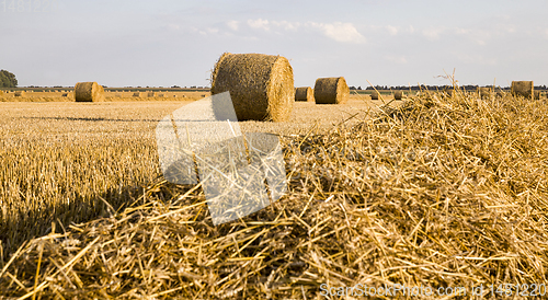 Image of stacks of wheat straw