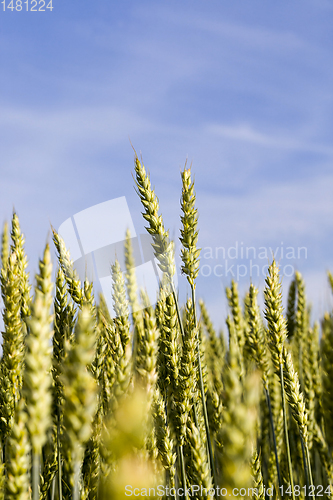 Image of natural green ears of wheat