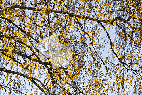 Image of golden birch foliage