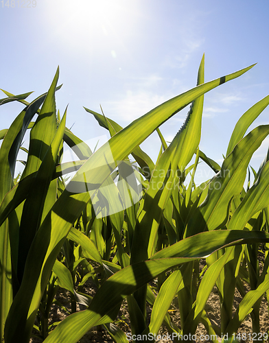 Image of completely filled with corn