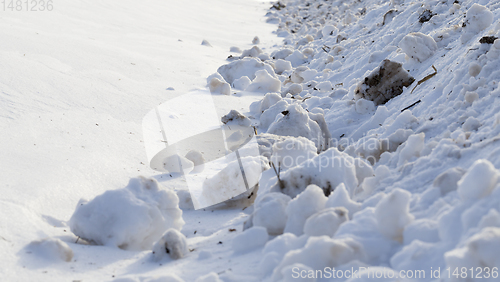 Image of dirty from industry and transport snow