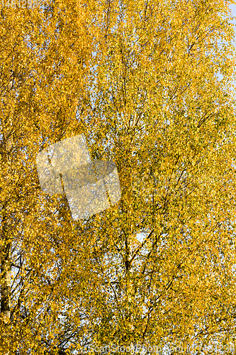 Image of abstract background of birch foliage