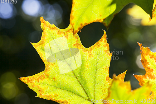 Image of oak foliage