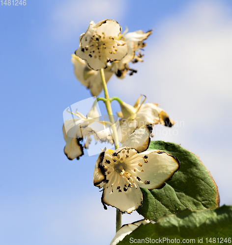 Image of white beautiful and fragrant jasmine