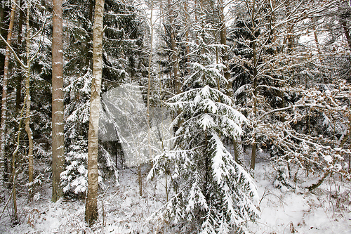 Image of coniferous trees, spruce