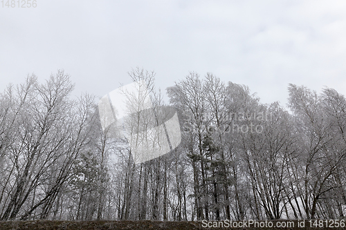 Image of bare tree winter