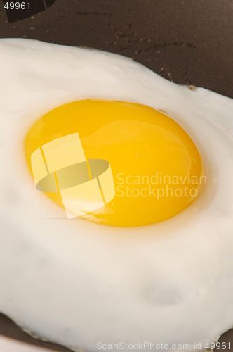 Image of egg 534