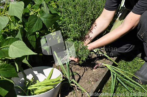 Image of Runner pole and Savory harvest in garden