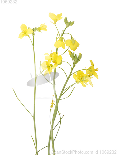 Image of Roquette flower isolated on background