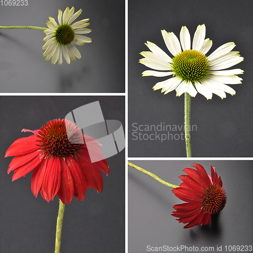 Image of Echinacea flowers as collage