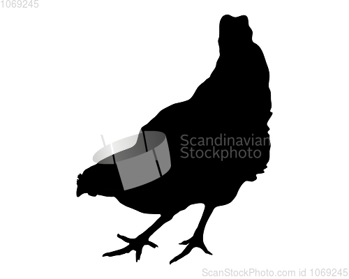 Image of Silhouette of a hen on white background