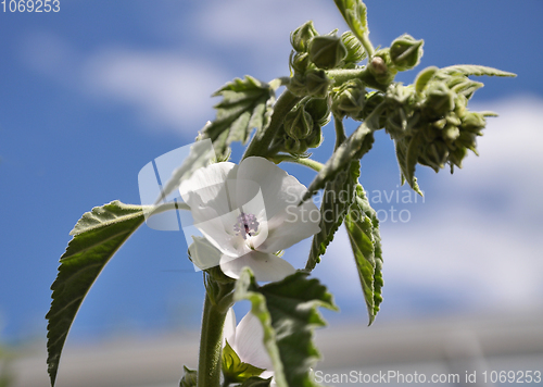 Image of Cummon Marshmallow in garden bed