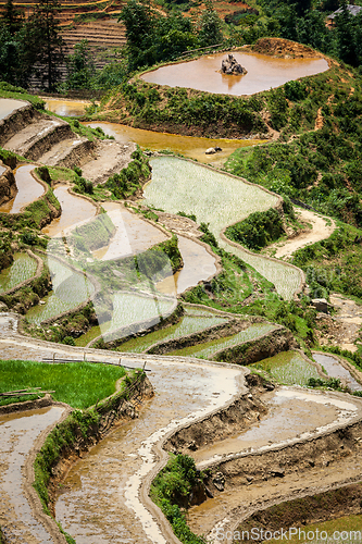 Image of Rice field terraces. Near Sapa, Mui Ne