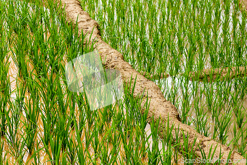 Image of Rice plantations. Vietnam