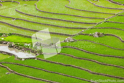 Image of Rice plantations. Vietnam