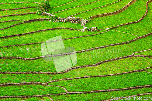 Image of Rice field terraces