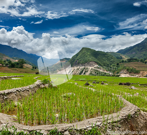 Image of Rice plantations. Vietnam