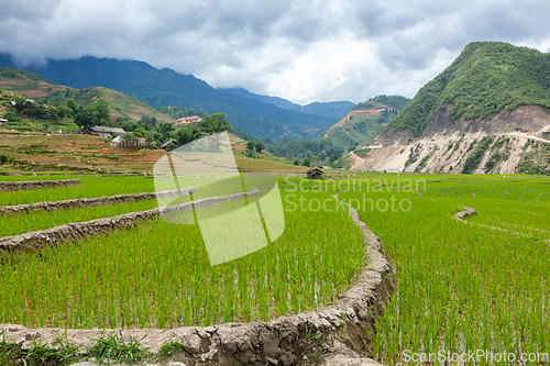 Image of Rice plantations. Vietnam