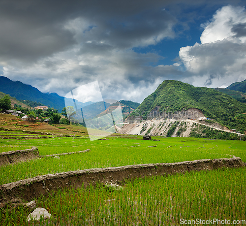 Image of Rice plantations. Vietnam