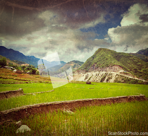 Image of Rice plantations. Vietnam