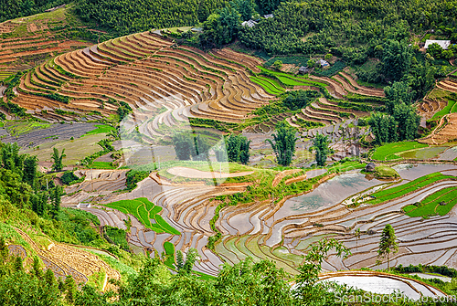 Image of Rice field terraces. Near Sapa, Mui Ne