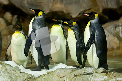 Image of King Penguins (Aptenodytes patagonicus)