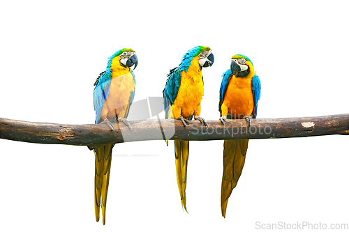 Image of Blue-and-Yellow Macaw