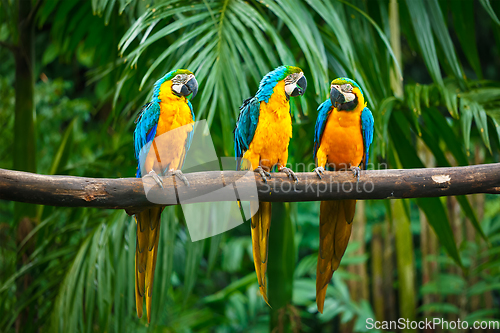 Image of Blue-and-Yellow Macaw