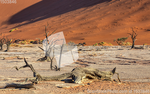 Image of dry acacia tree in dead in Sossusvlei, Namibia