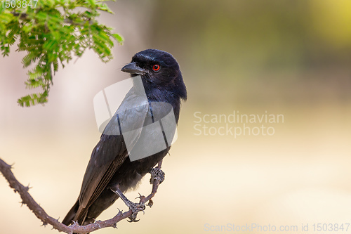 Image of bird Fork-tailed Drongo Africa Namibia safari wildlife