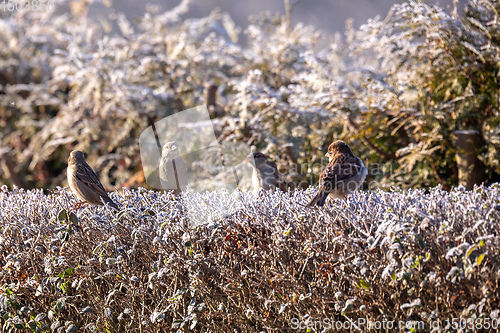 Image of beautiful small bird house sparrow in winter