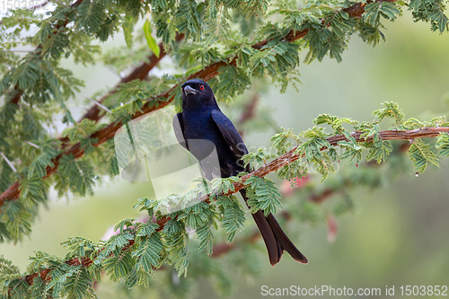 Image of bird Fork-tailed Drongo Africa Namibia safari wildlife