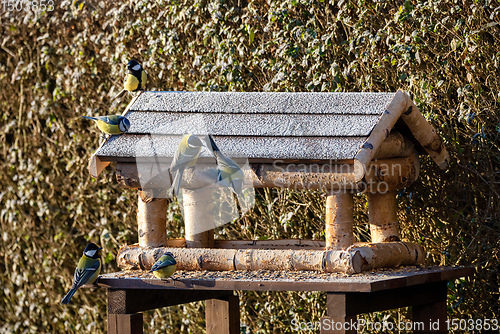 Image of beautiful small bird great tit on bird feeder