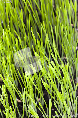 Image of close-up of young green grass