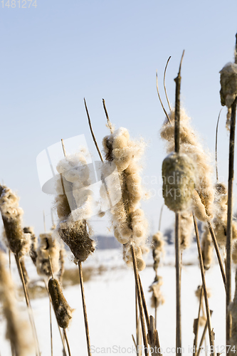 Image of frosty winter morning