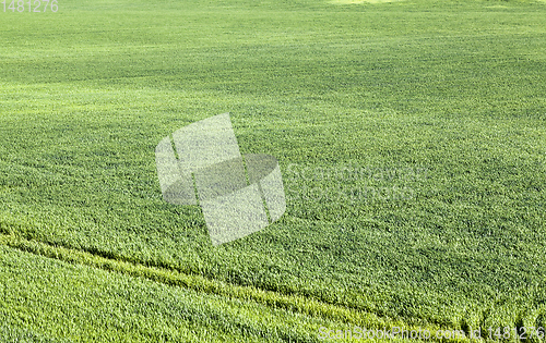 Image of close-up of young green grass