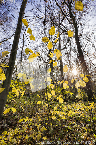 Image of different deciduous trees