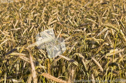 Image of yellowing wheat in summer