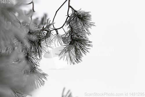 Image of winter day after a snowfall