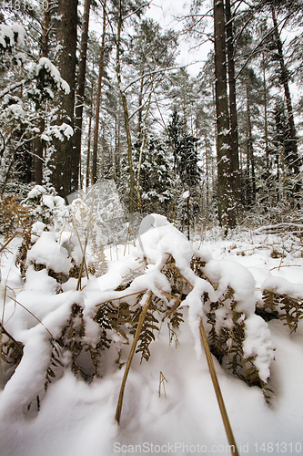 Image of snow-covered pine trees