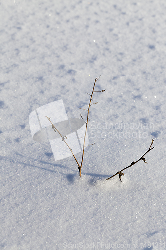 Image of dry grass sticking out