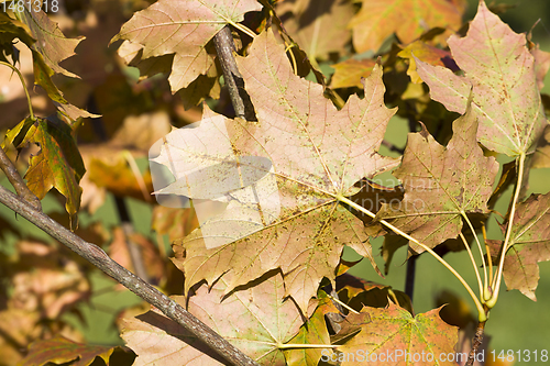 Image of autumn foliage